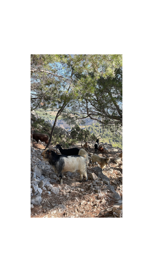 Chevres du rove gros cerveau ollioules
