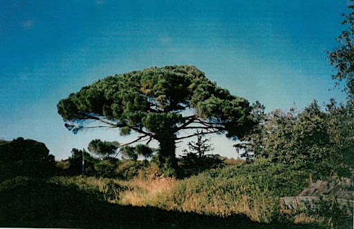 parasol à épingle